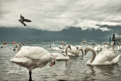 Creation of Compact Swan: Step 5